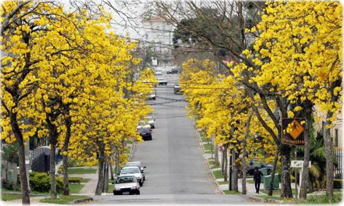 bacacheri curitiba